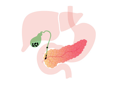 Pancreas anatomy flat human illustration internal medical minimal organ pancreas pancreatitis system vector