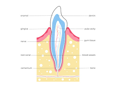 Tooth anatomy anatomy banner care cavity dental dentin flat illustration minimal science tooth vector