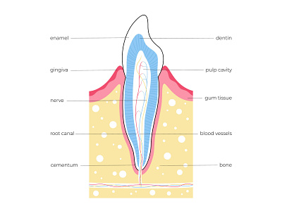 Tooth anatomy