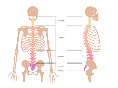 Spine structure anatomy backbone bone column flat human illustration minimal spinal spine thoracic vector