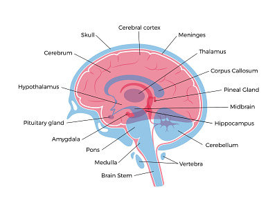 Brain anatomy anatomy brain flat head human illustration intelligence medical minimal neurology science vector