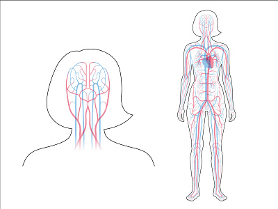 Circulatory System anatomical anatomy aorta artery biology blood body capillary cardiology cardiovascular circulation circulatory flow heart human medical science system vector vein