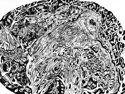 owl ! flage ! birds illustration nature illustration owl pen and ink