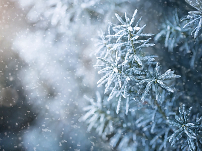 Winter | a time for quiet observation and contemplation animation cinemagraph holidays ken burns nature parallax photography quiet snow winter