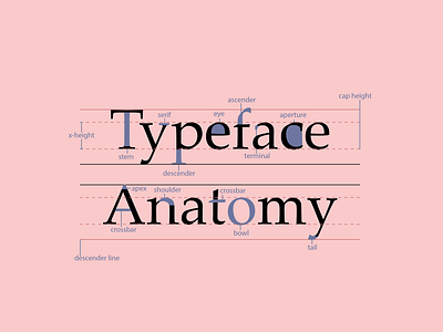 Typeface Anatomy design info graphic typography