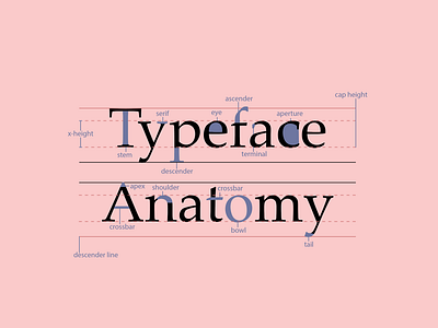 Typeface Anatomy