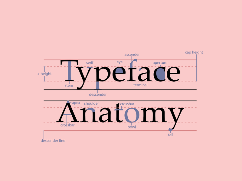 typeface anatomy