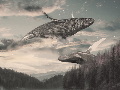 What Do Whales Dream of When They Dream? design illustration photoshop surrealism