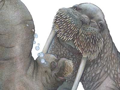 W is for Walrus illustration letter tusk w walrus