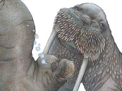 W is for Walrus