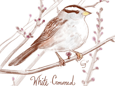 White-Crowned Sparrow birds caseygirard illustration sparrows