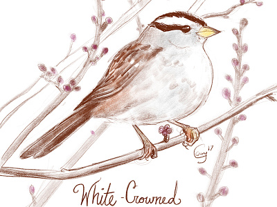 White-Crowned Sparrow