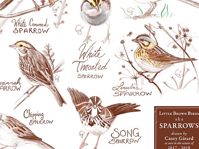 Sparrows Poster birding birds caseygirard illustration nature nature art poster sparrows