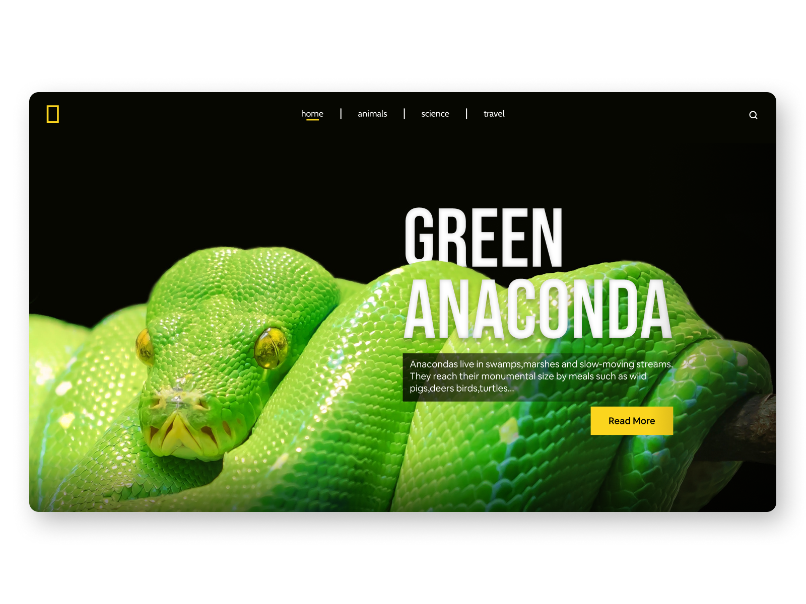 National Geography Webdesign By Ilija 🔥 On Dribbble