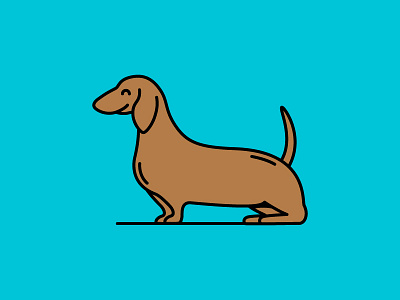 Dachshund