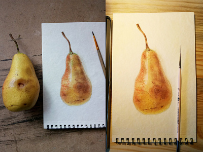 Watercolor pear botanica botanical botanical art botanical illustration botanicals brush brush and ink hand hand concept handdraw handdrawn illuatration illustrated watercolor watercolour