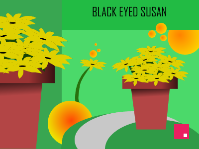 BLACK EYED SUSAN