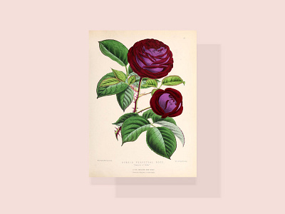 rose from biodiversity heritage library