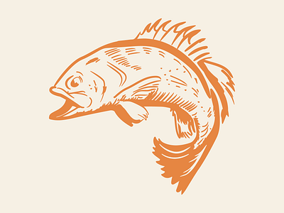 Trout brand and identity branding cutthroat design drawing fish illustation illustrator logo trout