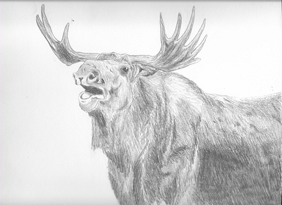 Moose graphite illustration illustration pencil art pencil drawing realism