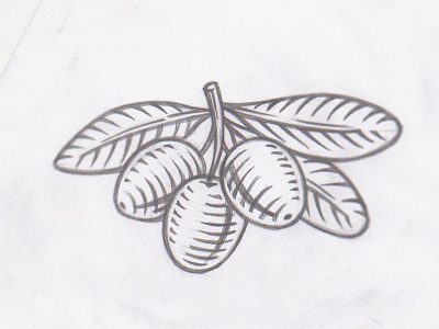 The Olive Oil Republic (sketch) branch drawing logo olive sketch