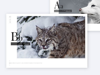 B is for Bobcat alphabet bobcat clean layout learning lynx modern nature web website wildlife