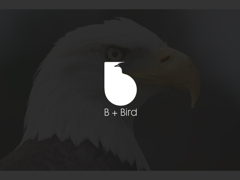 B Bird Logo Design By Being Hassan On Dribbble