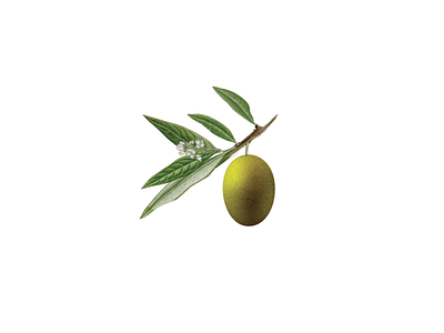 Nuvó Olive Oil Logo brand identity clean color elegant graphical logo icon identity illustration logo luxury minimalist olive oil simple symbol