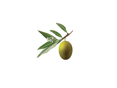 Nuvó Olive Oil Logo