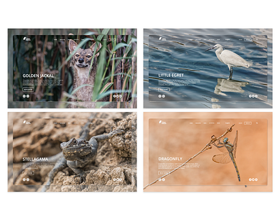 Urban nature magazine website concept