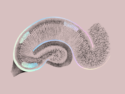 Neuralink - Illustration brain branding color design holographic identity illustration iridescence san francisco scientific illustration texture ui ux web website