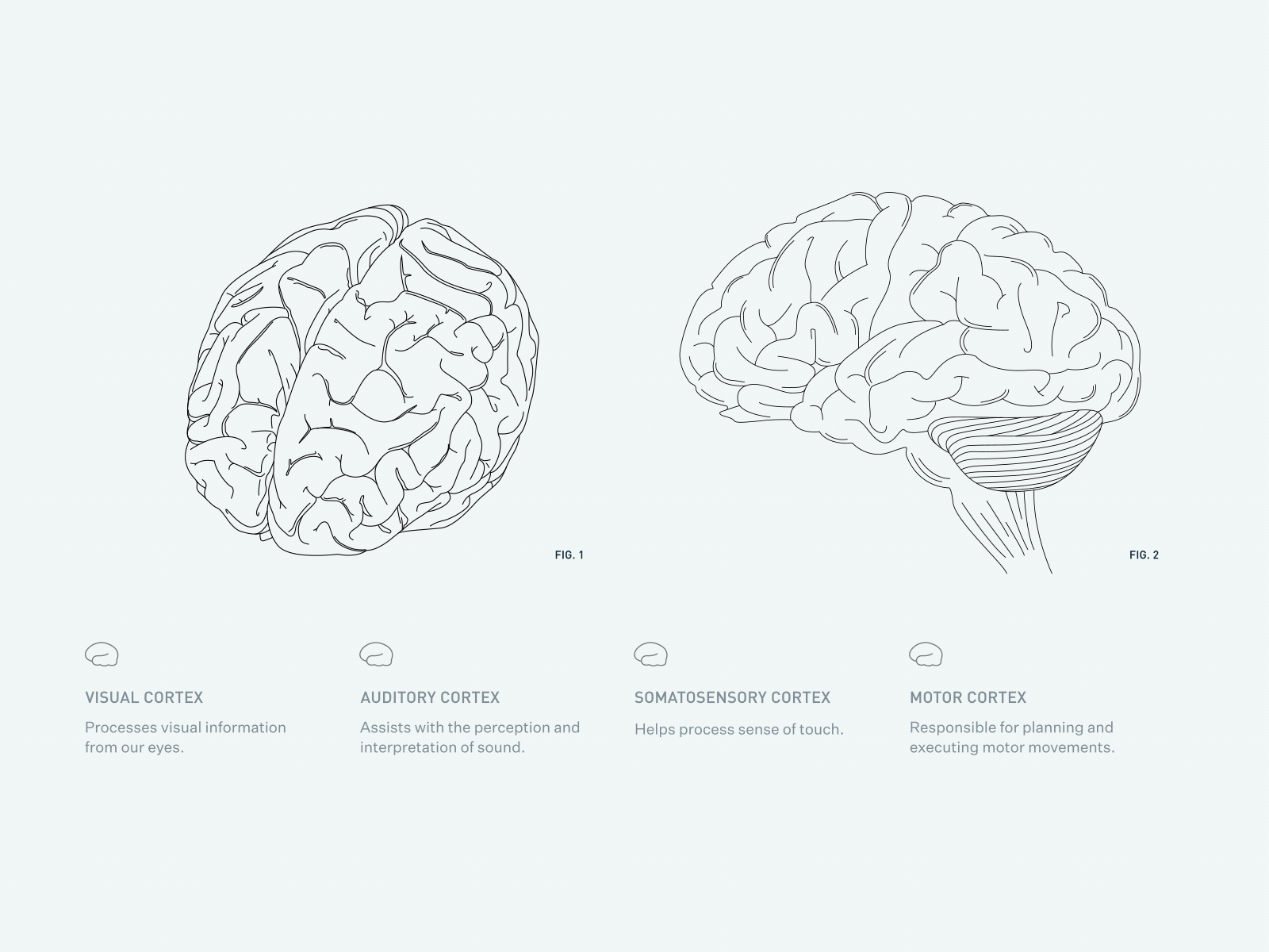 Neuralink - Brain Illustration Hover brain branding color design identity illustration iridescence neuralink neurosciences san francisco scientific illustration ui ux web website website design