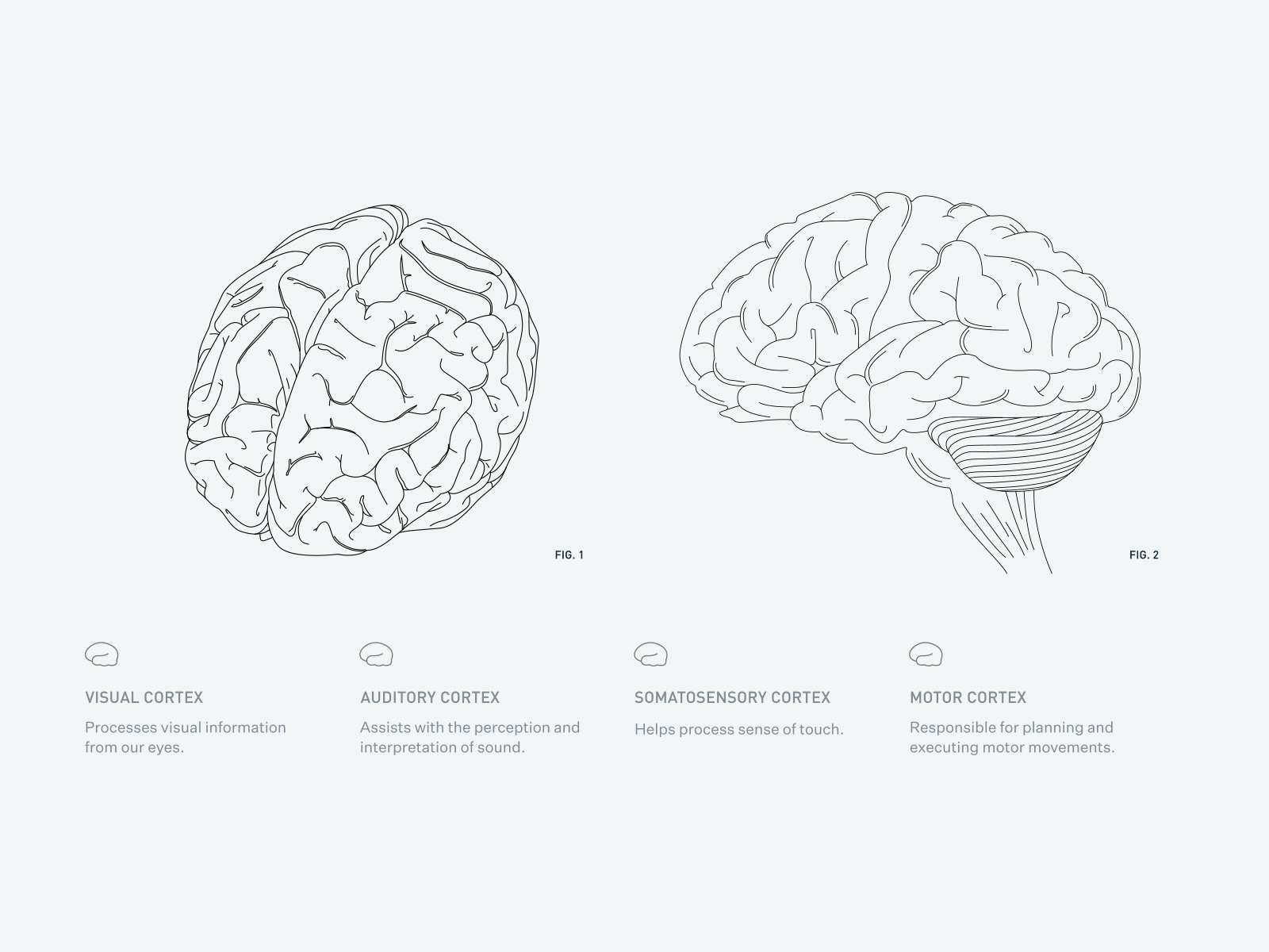 Neuralink - Brain Illustration Hover