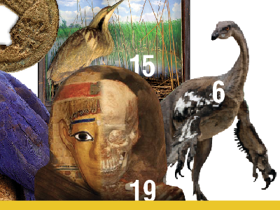 Table of contents concept annual report dinosaur mummy print table of contents