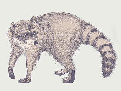 Raccoon illustration raccoon