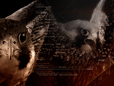 F&A Wallpaper - Left birds illustration photoshop falcons allies