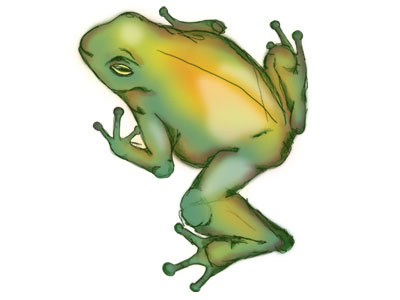 Frog 2 frog sketch wacom