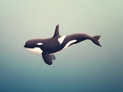 Orca by Sam Lyne on Dribbble