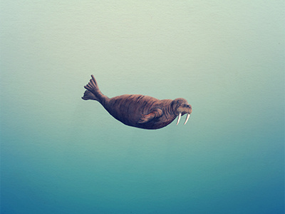 Walrus 2 illustration ocean sea swimming walrus