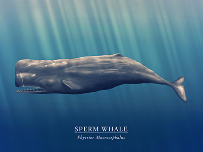 Sperm Whale illustration ocean sperm whale whale