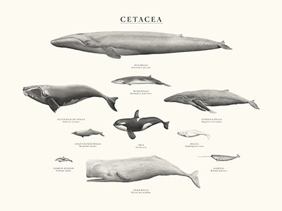 Cetacea beluga blue whale cetacea cetaceans dolphins humpaback whale narwhal orca whales