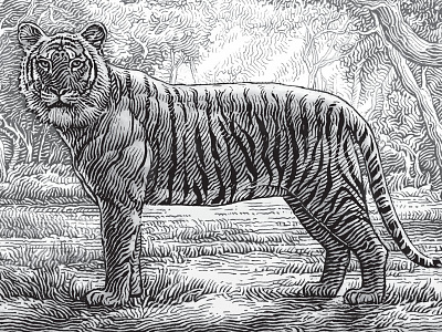 Kadu Wine Label engraving etching forest illustration india jungle simon frouws stamp sula vineyards tiger wine label woodcut