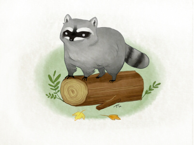 Raccoon