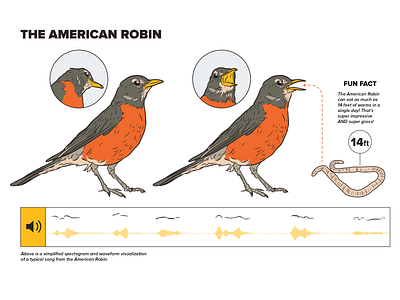 American Robin adobe illustrator bird design diagram illustration infographic robin scientific illustration technical illustration technical illustrator