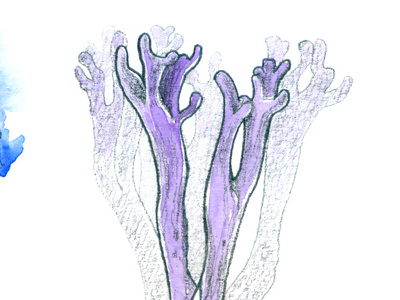 Fungi Tattoo Sketches