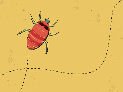 Bed Bug bed bug illustration