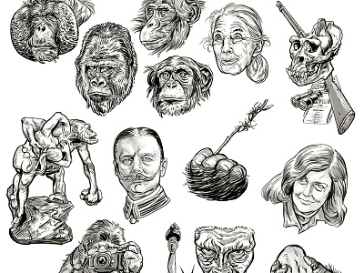 Gorilla, non-iction book drawings animal illustration drawing gorilla illustration portrait portrait drawing