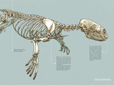Harbor Seal anatomy anatomy illustration animal illustration illustration seal sealife
