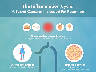 The Inflammation Cycle graphic design illustration infographic design ipad design