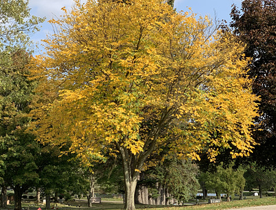 Fall Foliage - Yellow fall colors fall leaves pennsylvania